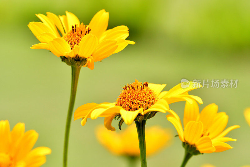 Heliopsis helianthides / Oxeye雏菊花